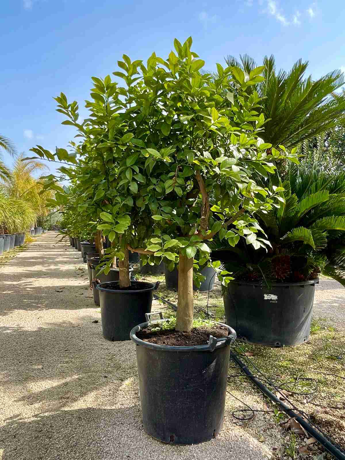 Galleria citrus coltivazione giardino