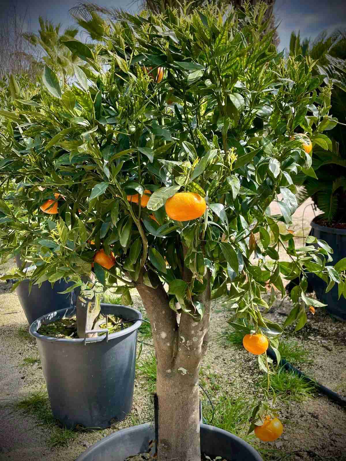 Esempio di citrus coltivazione giardino