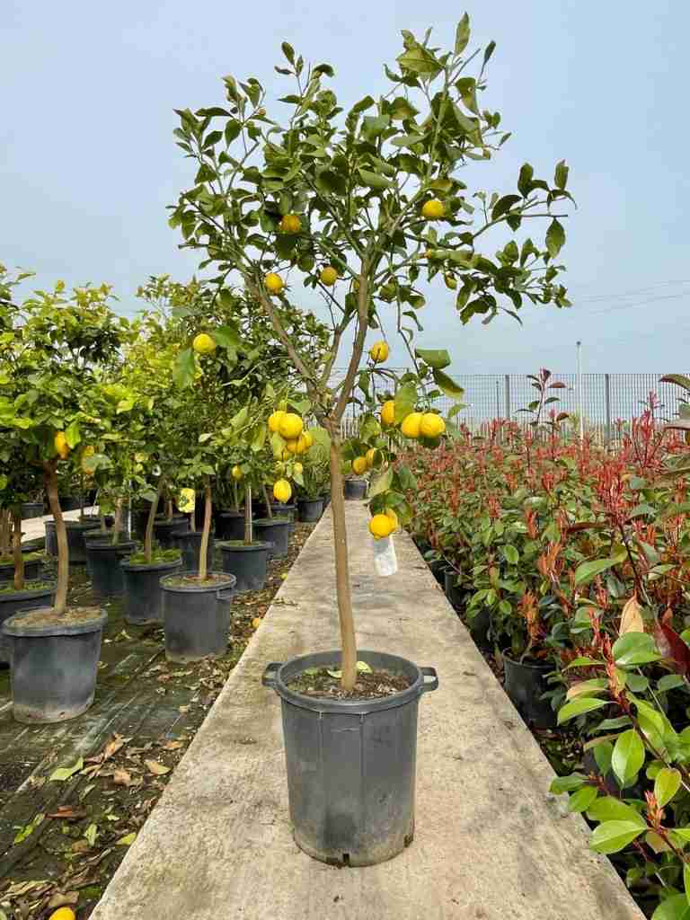 Dettaglio citrus coltivazione giardino