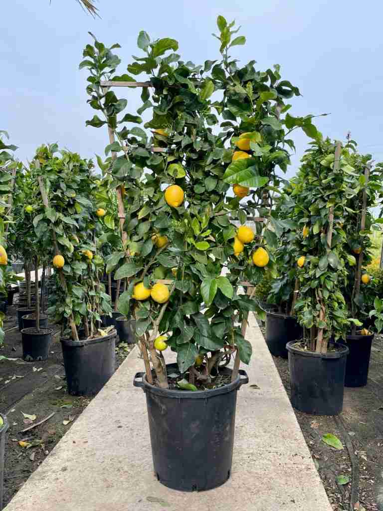 citrus coltivazione giardino - foto esemplificativa