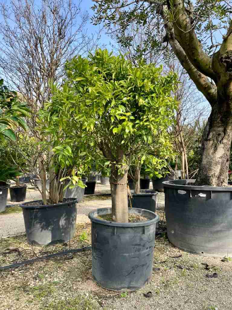 citrus coltivazione giardino - immagine 9 di 11