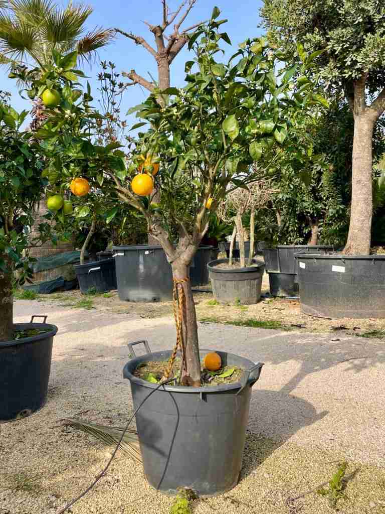 citrus coltivazione giardino in dettaglio