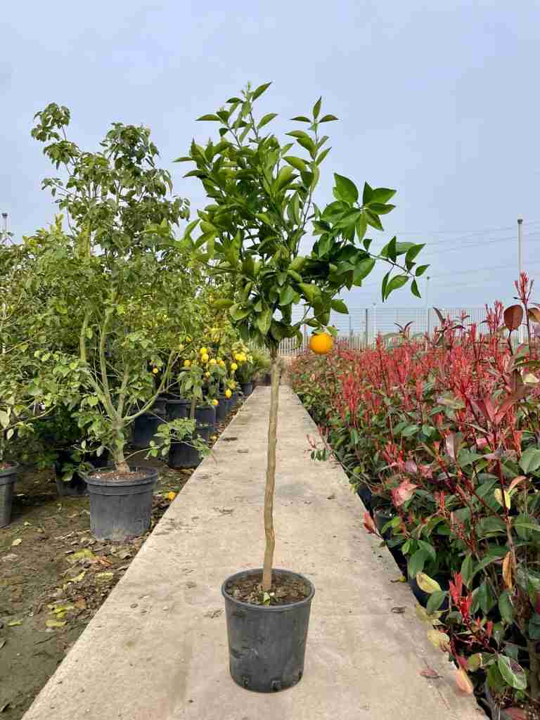 Galleria citrus coltivazione giardino