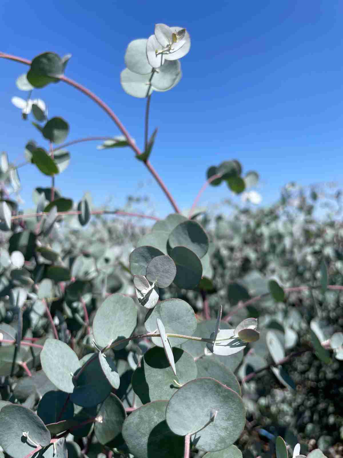 eucalyptus gunnii