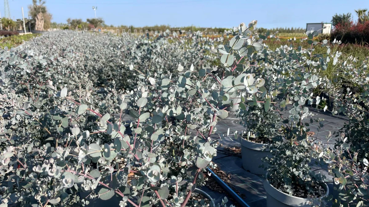 eucalyptus gunnii in dettaglio
