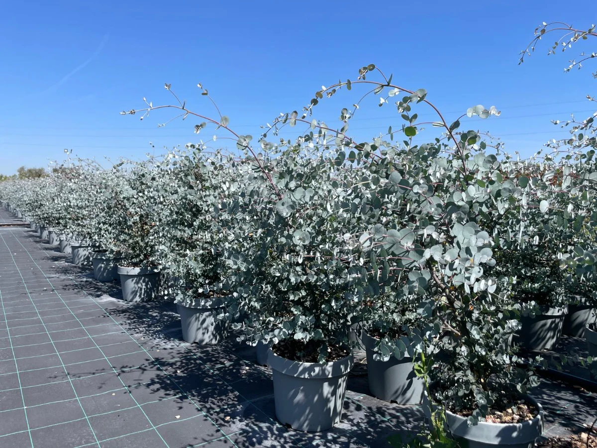 Galleria eucalyptus gunnii