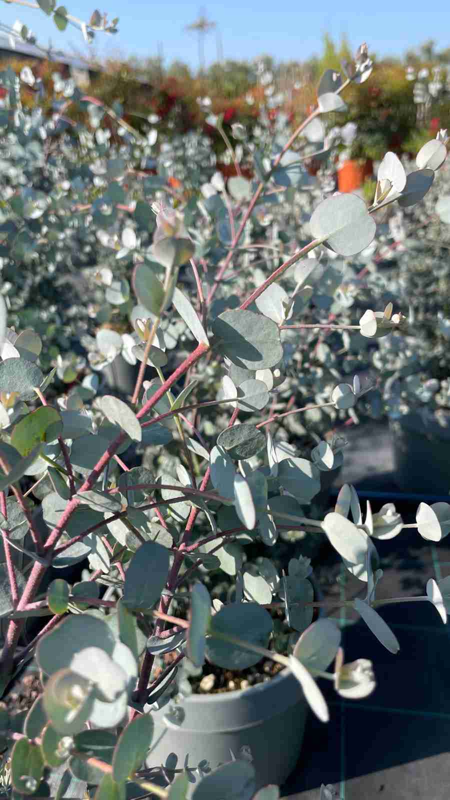 eucalyptus gunnii - vista ravvicinata