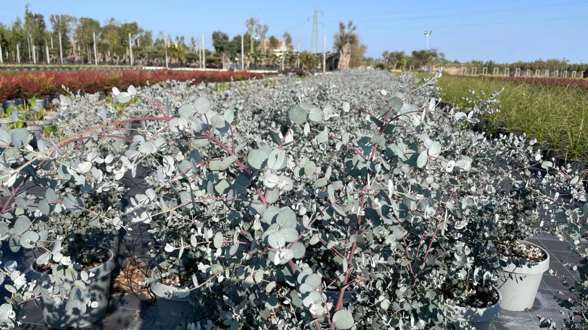 Esempio di eucalyptus gunnii