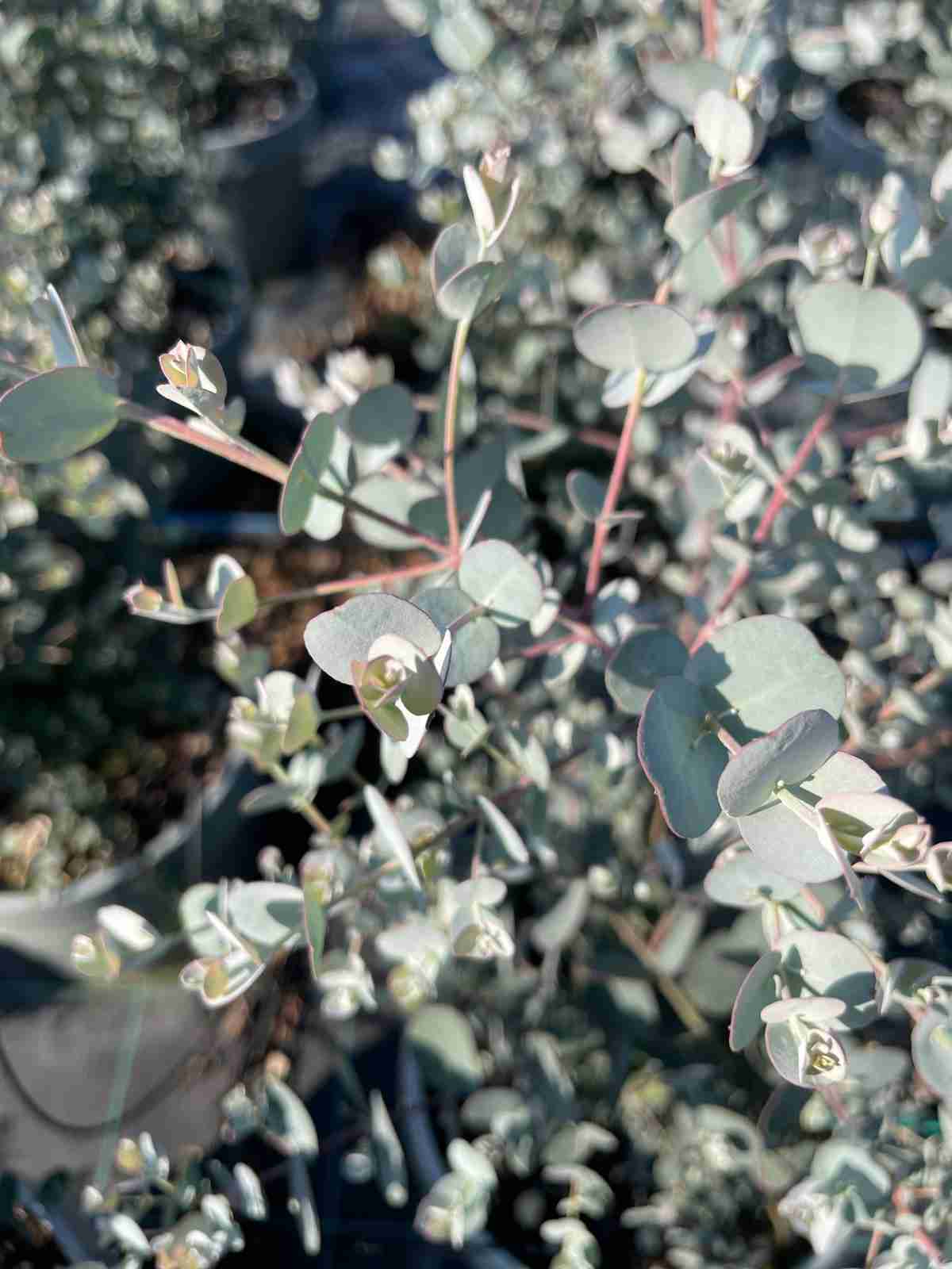 eucalyptus gunnii - panoramica