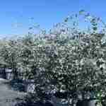 Eucalyptus gunnii: l'argento vegetale che illumina il giardi