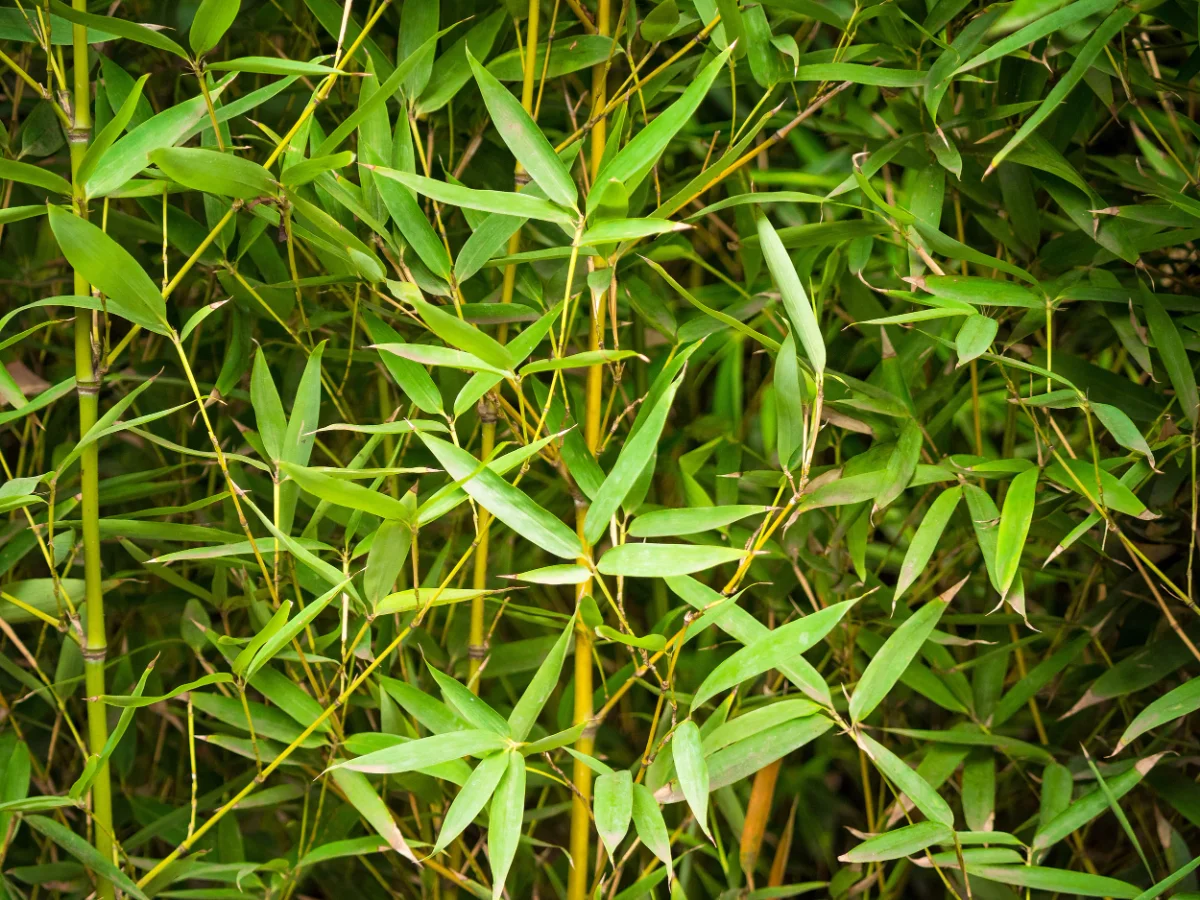 Phyllostachys Aurea bambù dorato - immagine 1 di 6