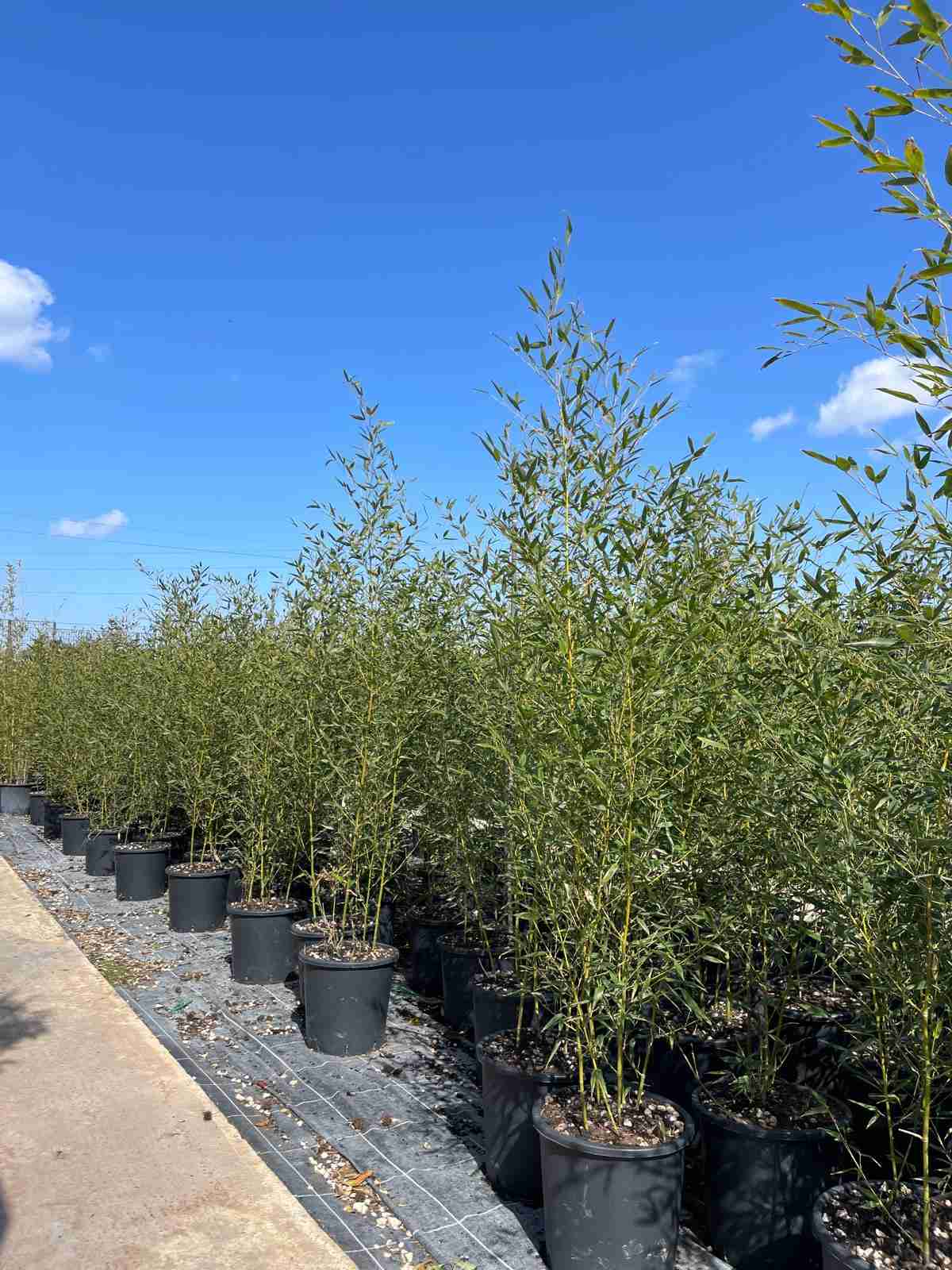 Phyllostachys Aurea bambù dorato in dettaglio