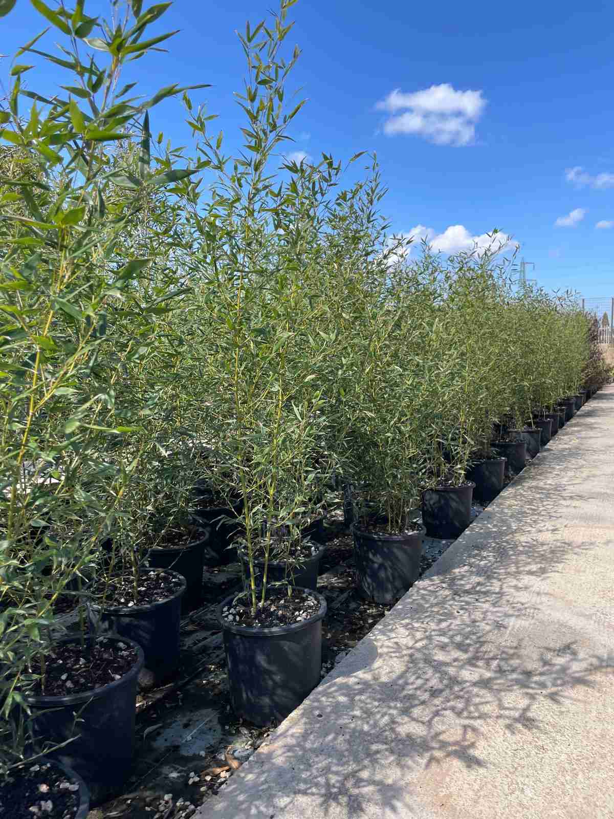 Galleria Phyllostachys Aurea bambù dorato