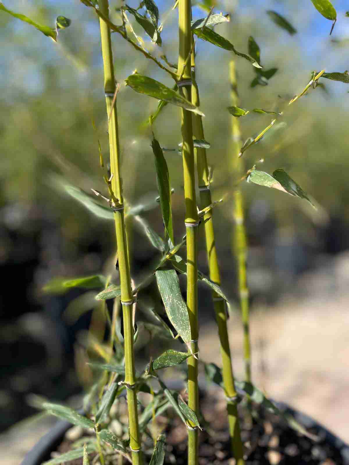 Phyllostachys Aurea bambù dorato - vista ravvicinata