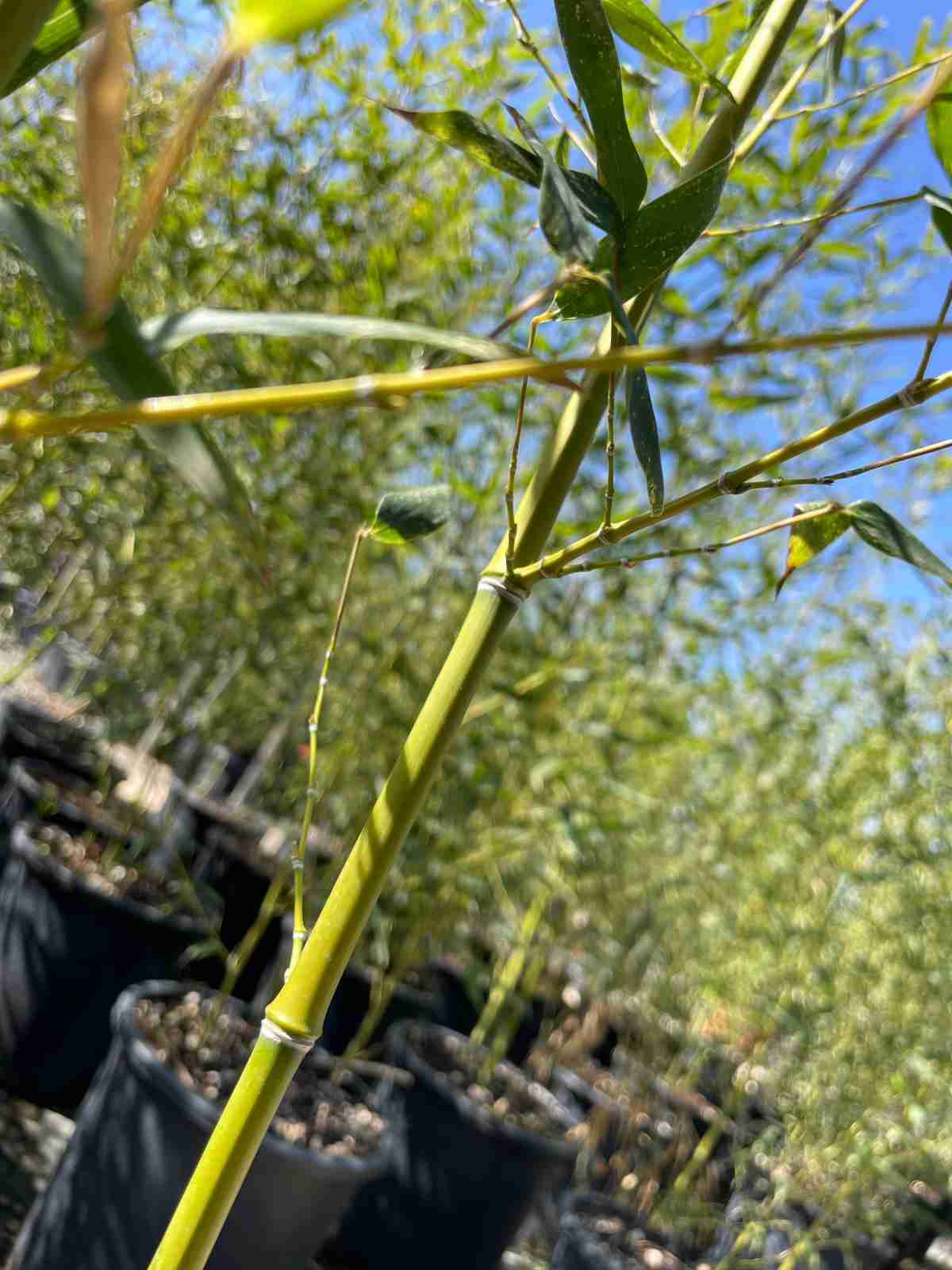 Esempio di Phyllostachys Aurea bambù dorato