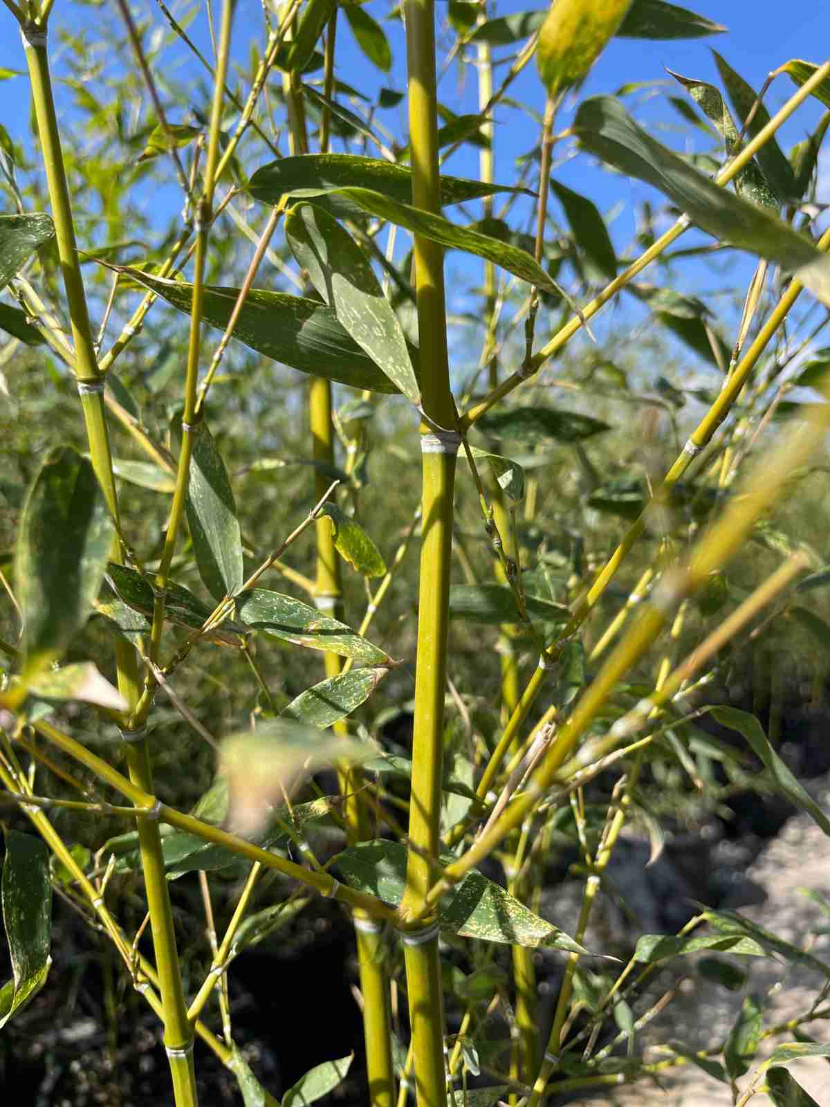 Phyllostachys Aurea bambù dorato - panoramica