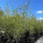 Phyllostachys Aurea: Guida Completa al Bambù Dorato per Privacy e Giardini Eleganti