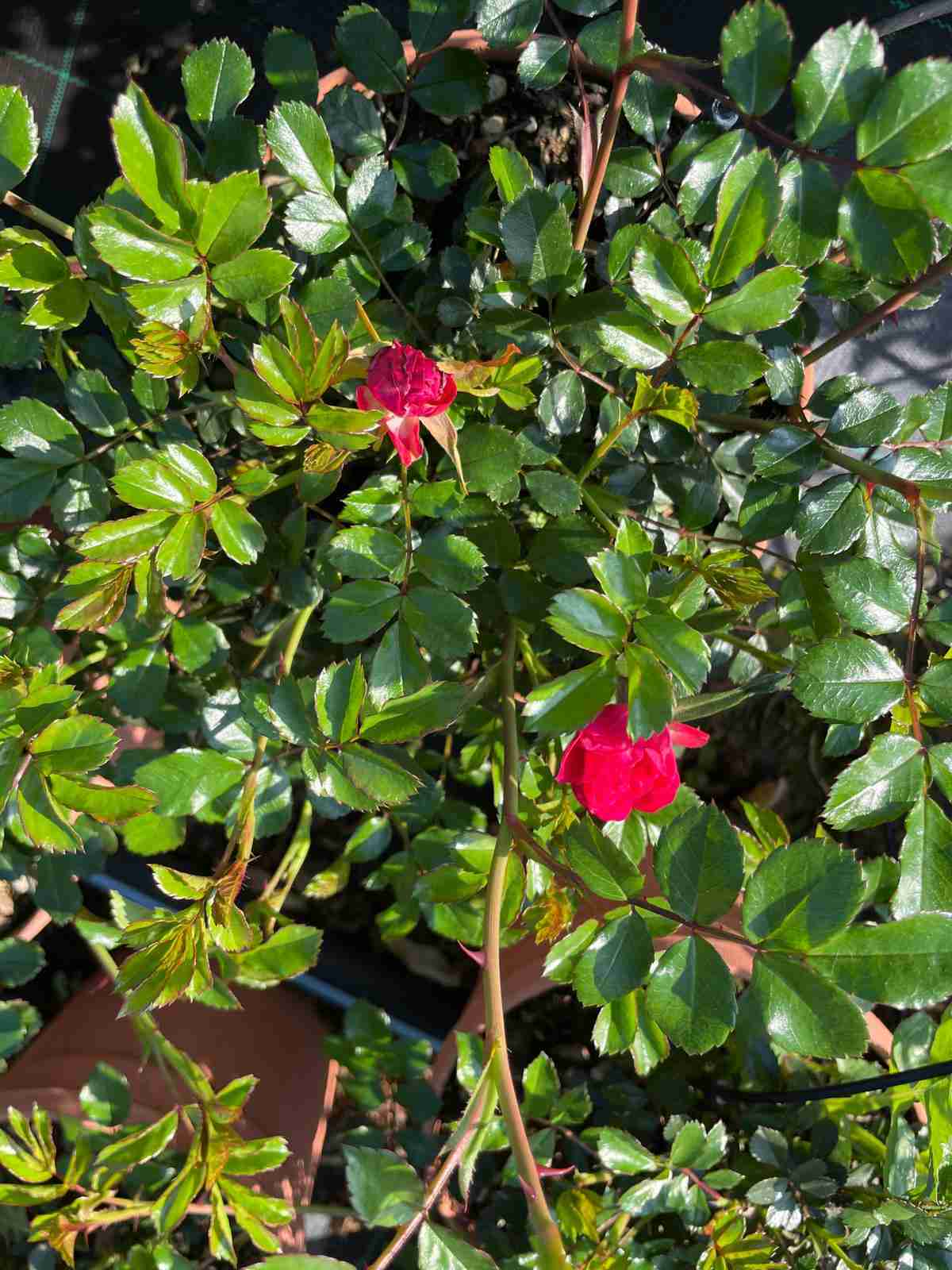 rose paesaggistiche