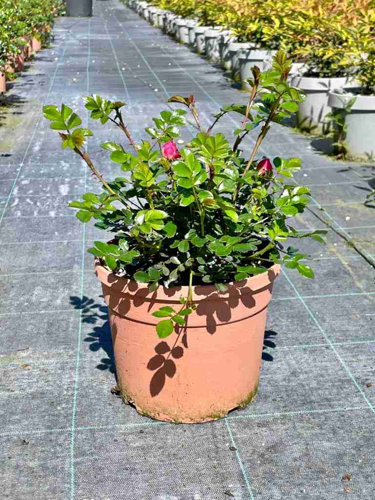rose paesaggistiche - immagine 13 di 13