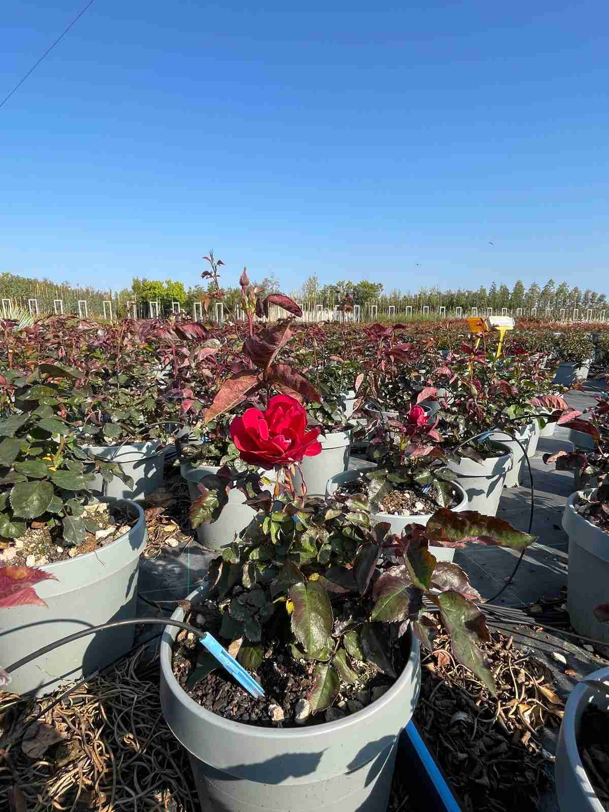 rose paesaggistiche in dettaglio
