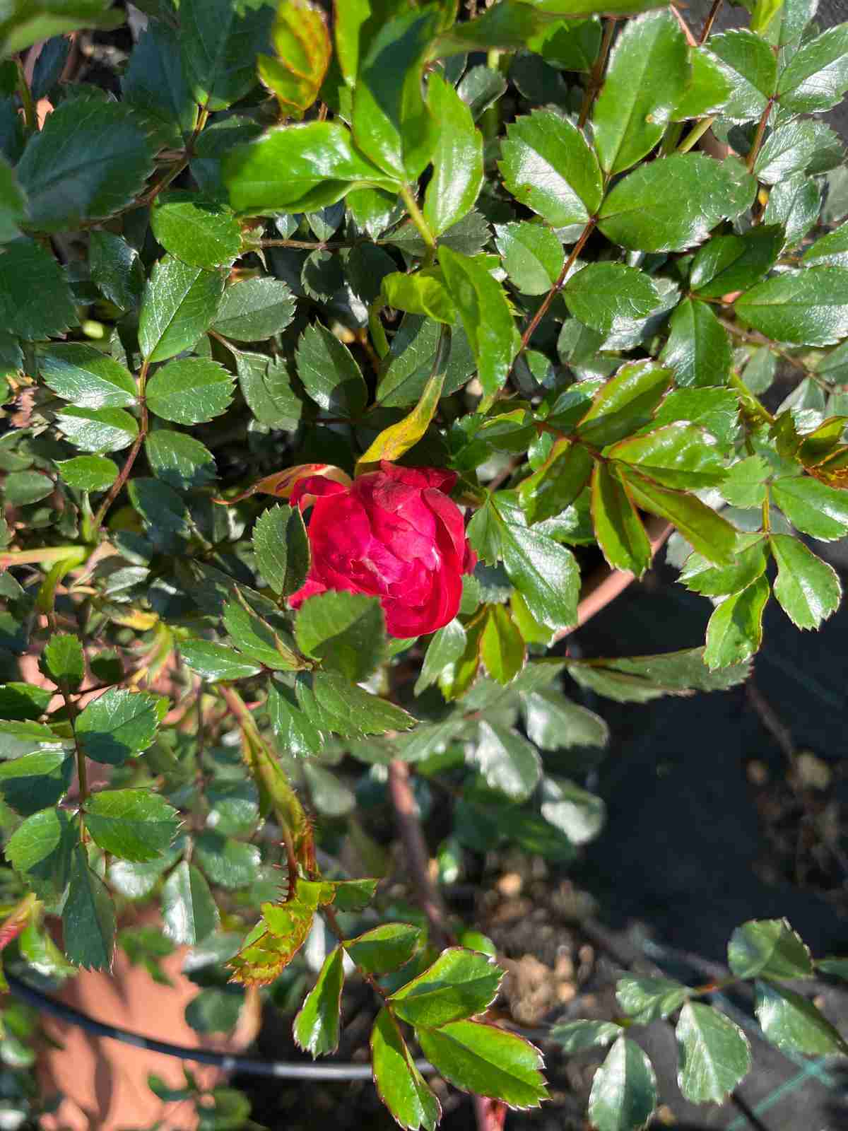 Esempio di rose paesaggistiche