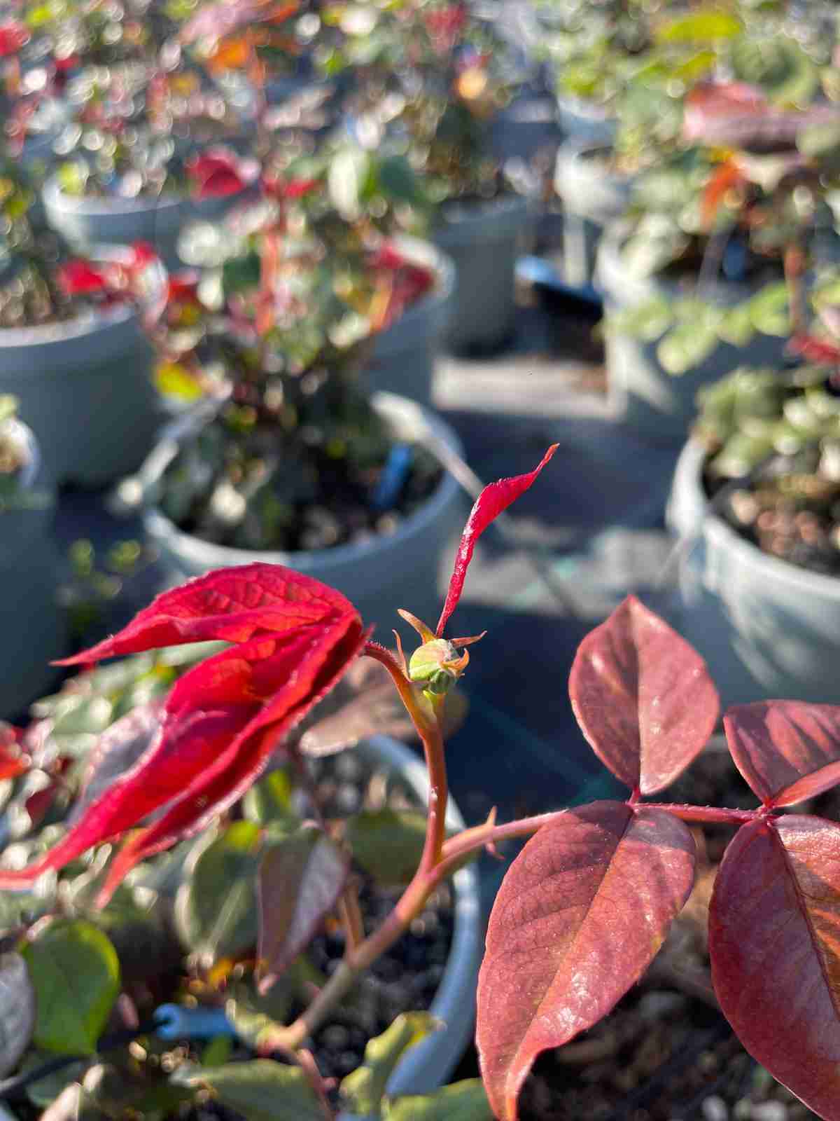 rose paesaggistiche - panoramica