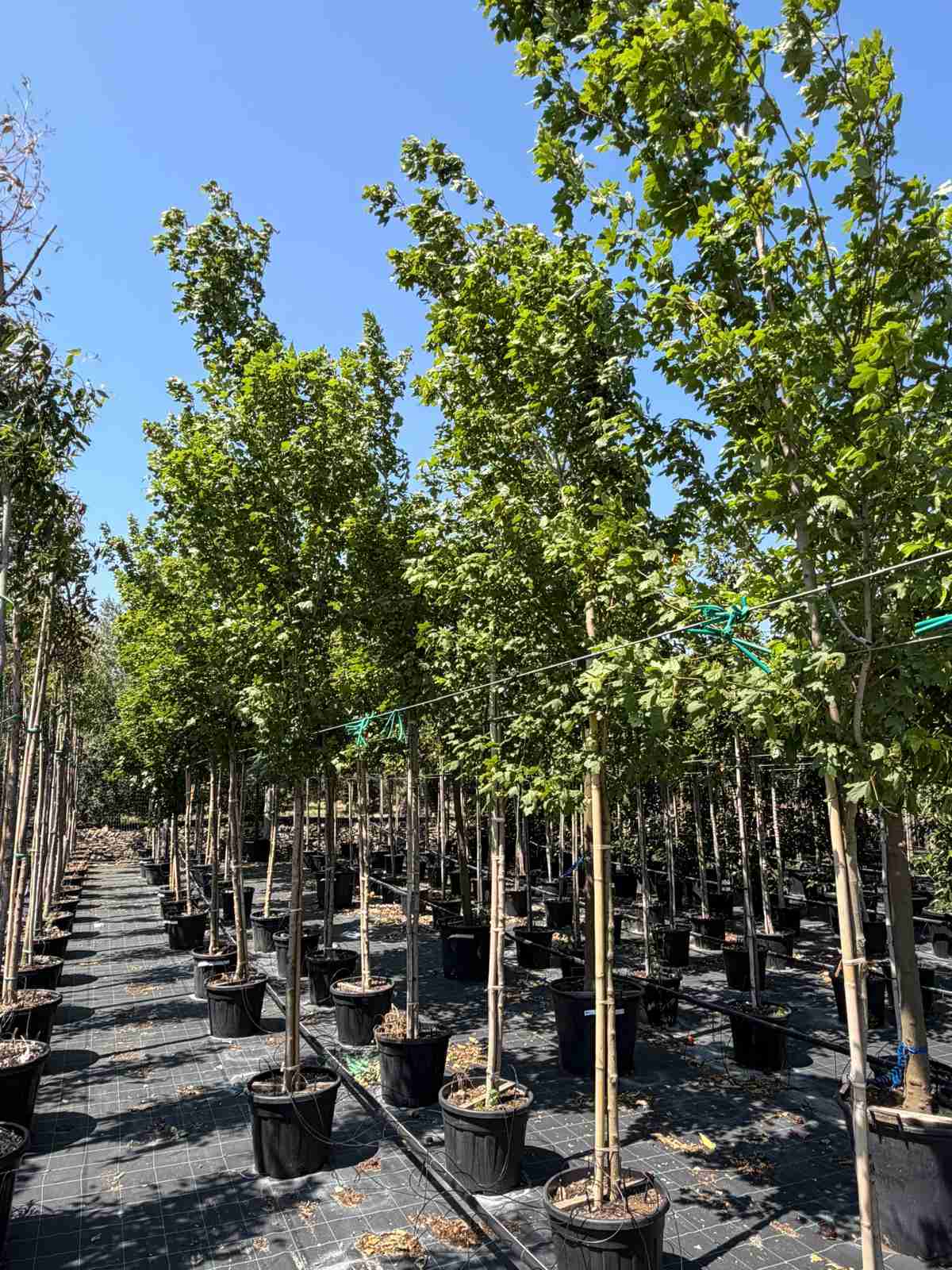 acer campestre