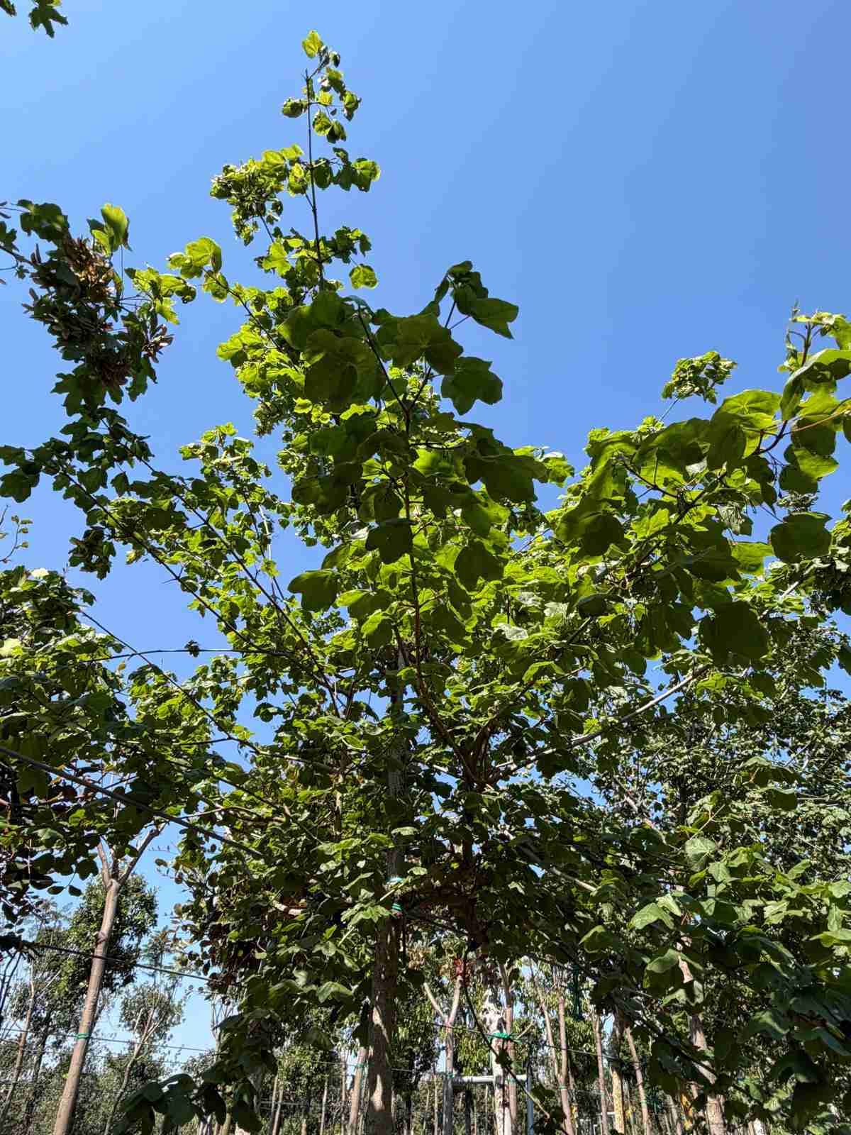 acer campestre in dettaglio