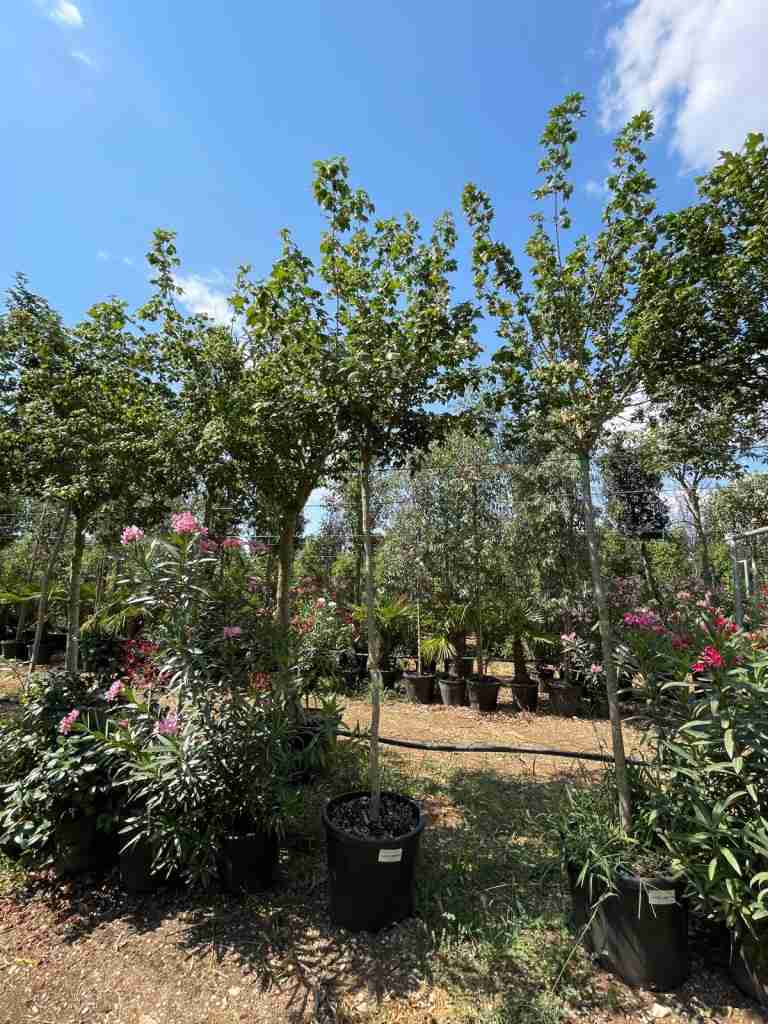 acer campestre - vista ravvicinata