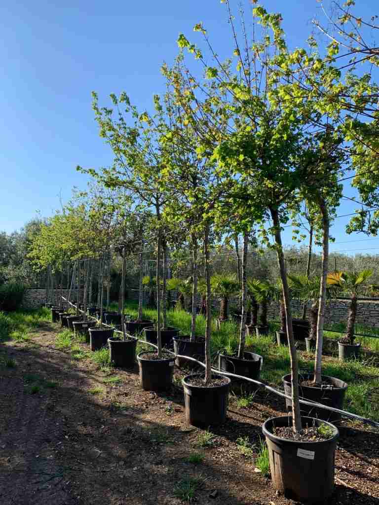 Esempio di acer campestre