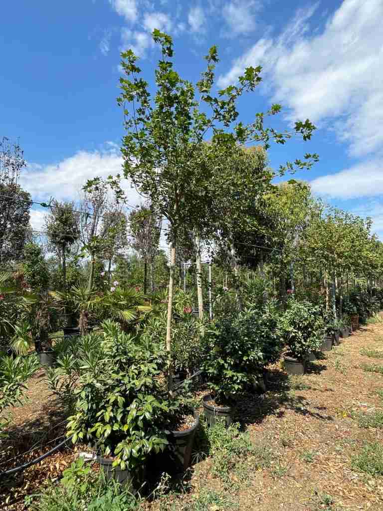 acer campestre - panoramica