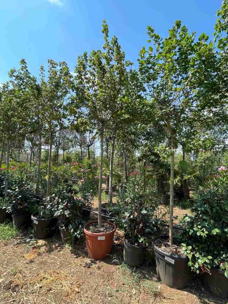 acer campestre - immagine 7 di 8