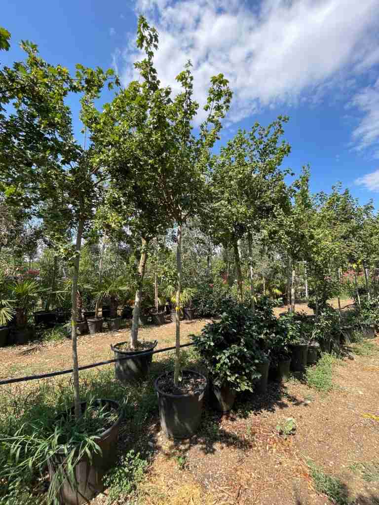 acer campestre - immagine 8 di 8
