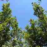 Acer campestre: l'acero campestre, equilibrio e adattabilità