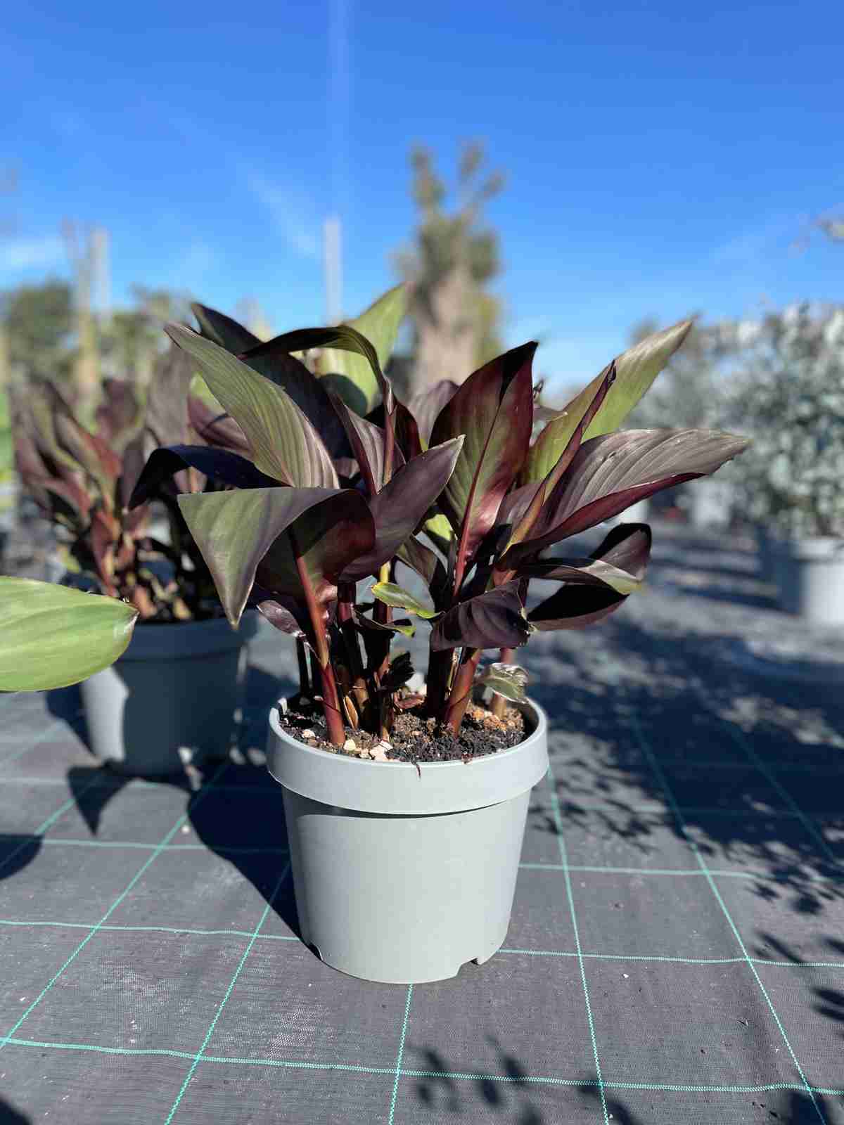 Galleria canna indica il tropicale che