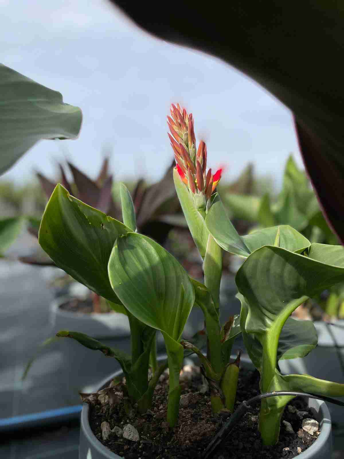 canna indica il tropicale che - vista ravvicinata
