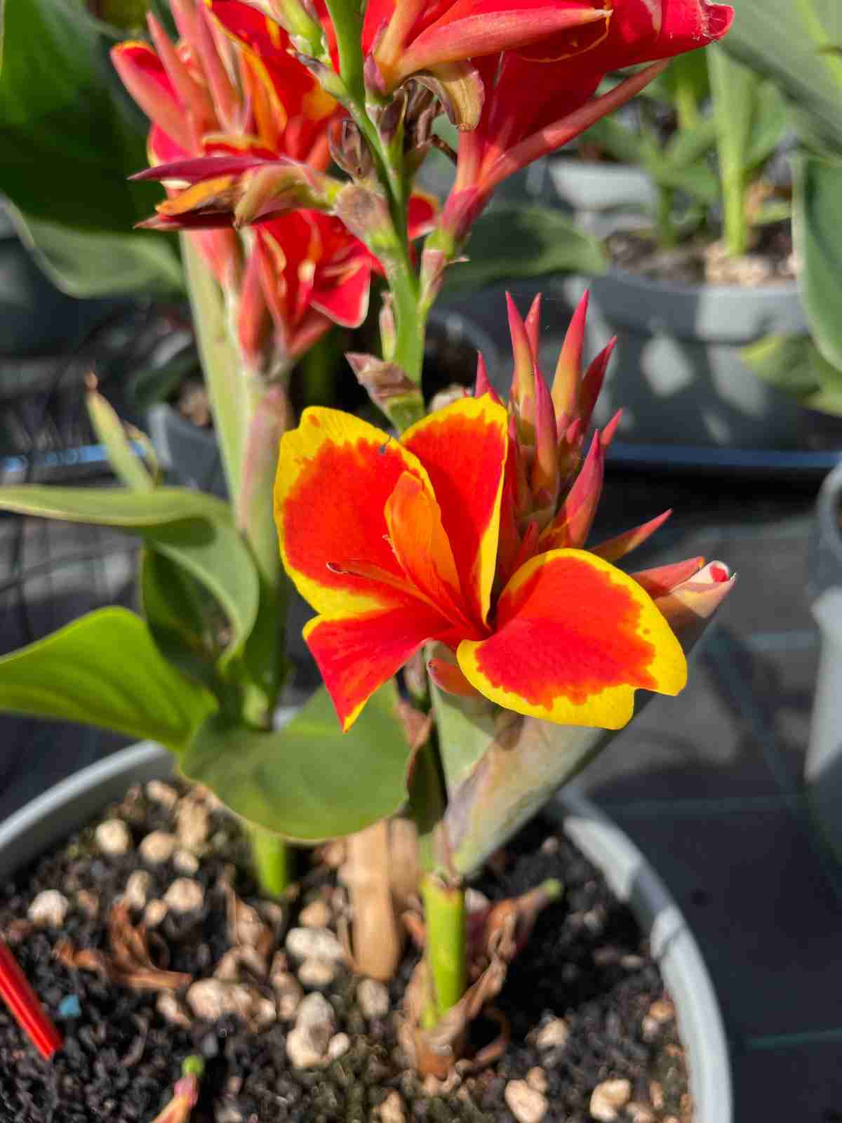 Esempio di canna indica il tropicale che