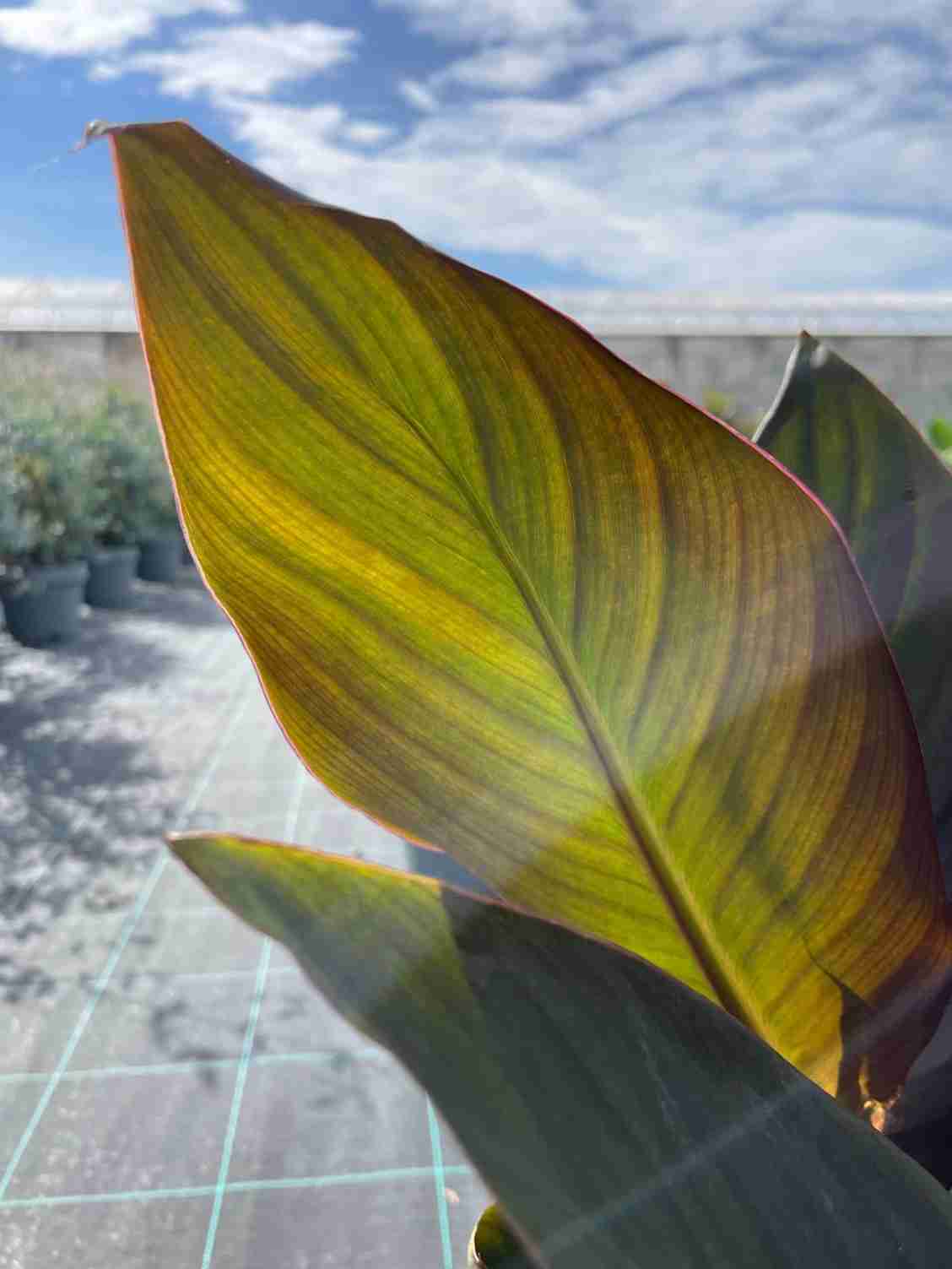 canna indica il tropicale che - panoramica