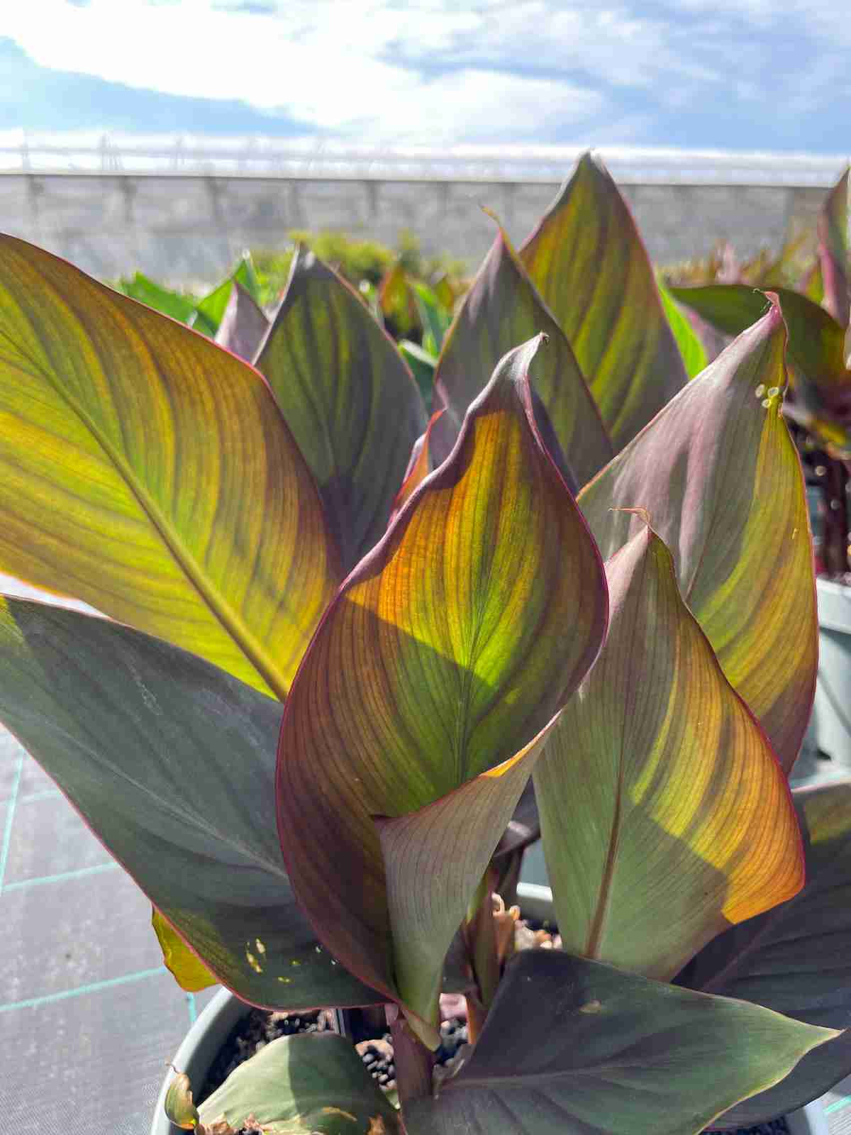 canna indica il tropicale che - immagine 7 di 10