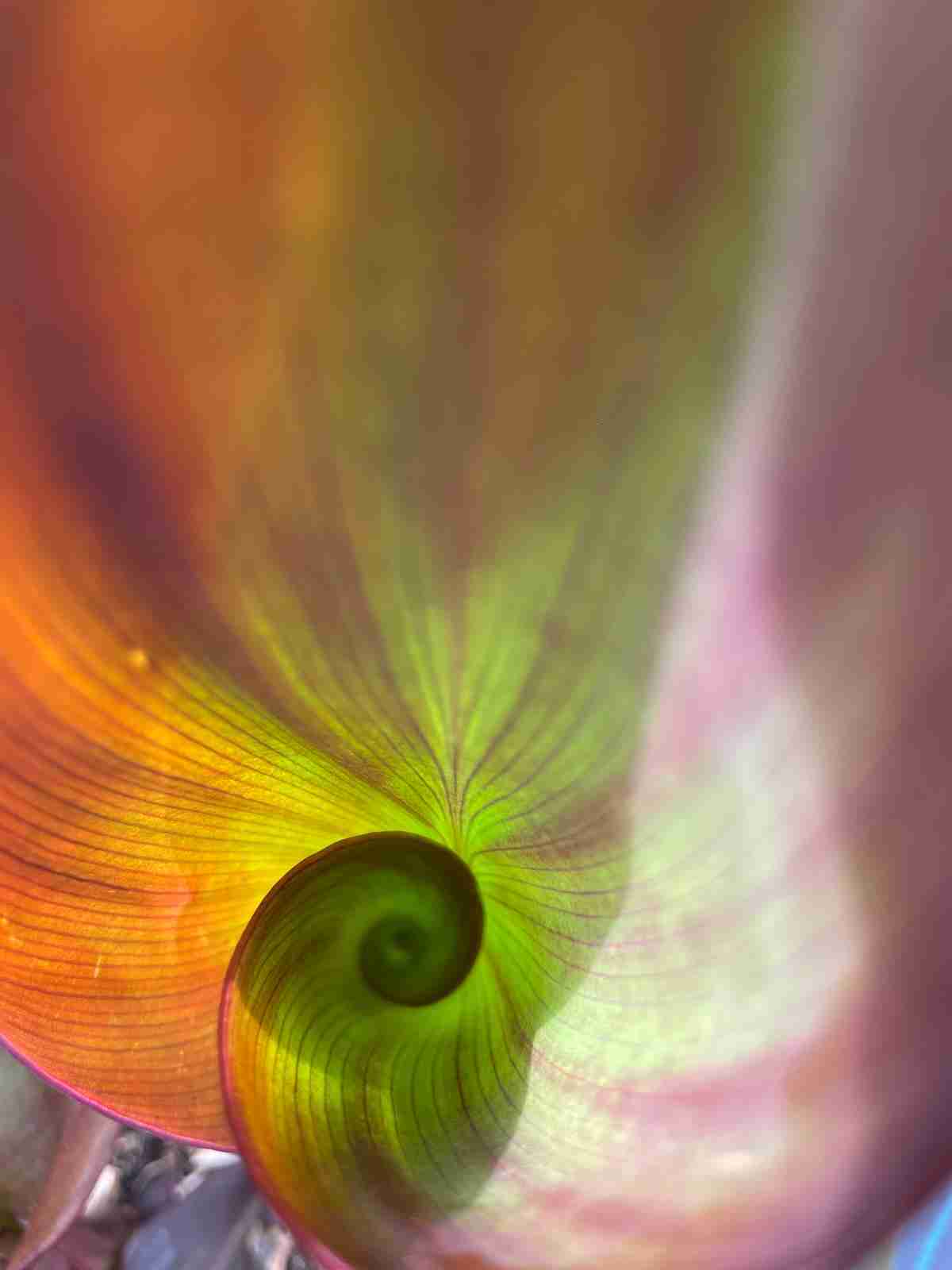 canna indica il tropicale che - immagine 8 di 10
