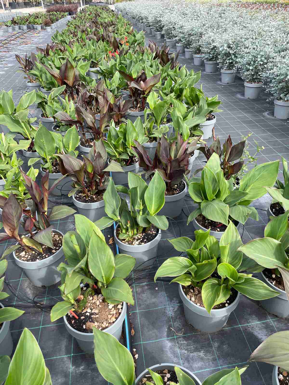 canna indica il tropicale che - immagine 9 di 10