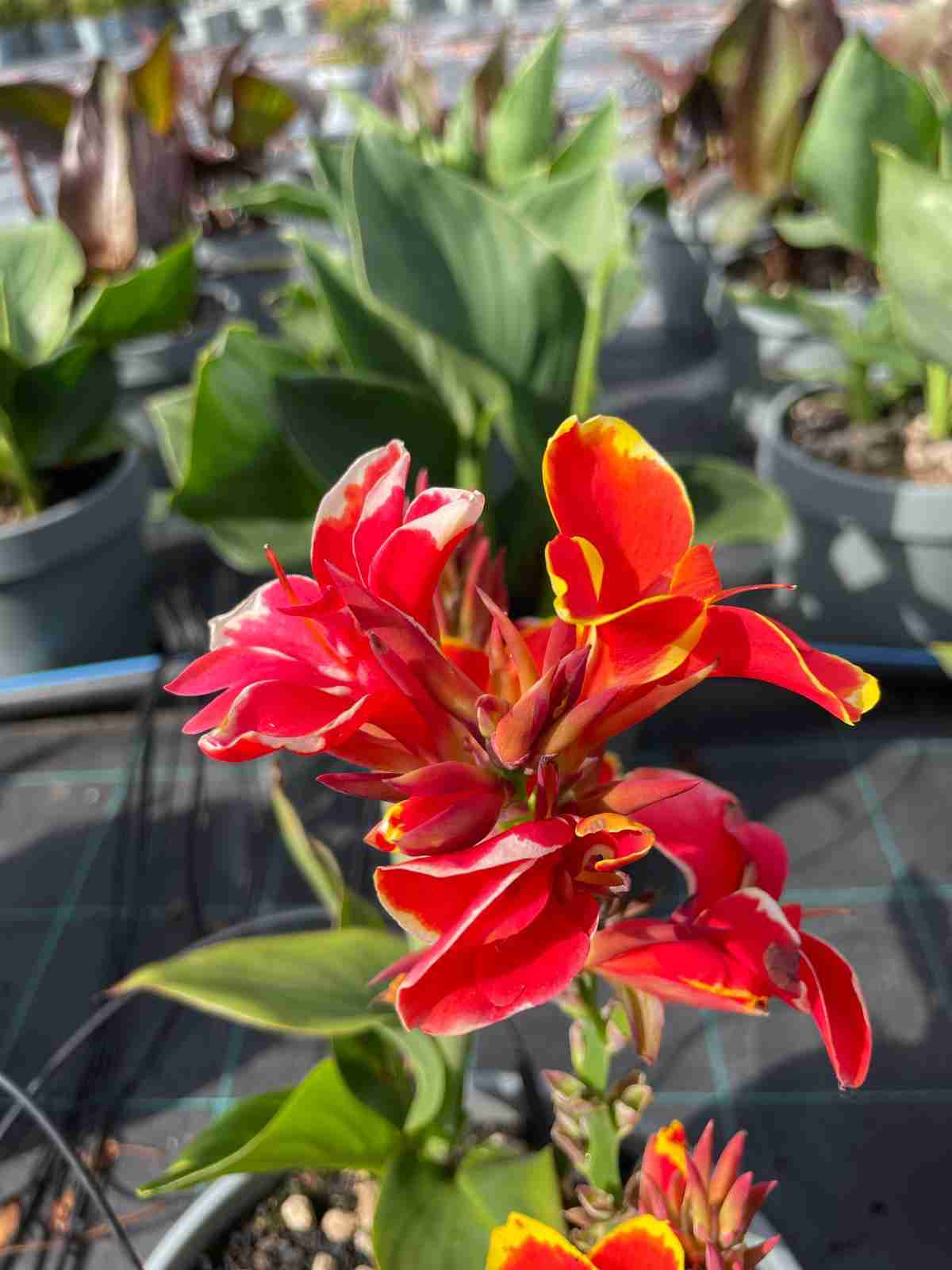 canna indica il tropicale che - immagine 10 di 10