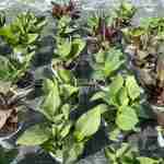Canna indica: il tropicale che struttura lo spazio nel giard