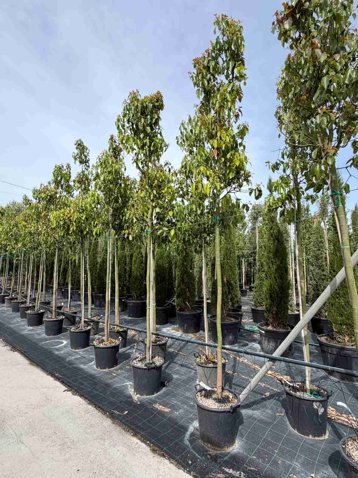 cinnamomum camphora architettura vegetale sempreverde