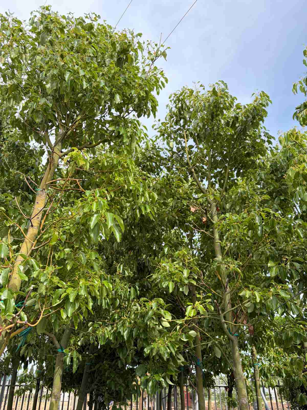 cinnamomum camphora architettura vegetale sempreverde in dettaglio