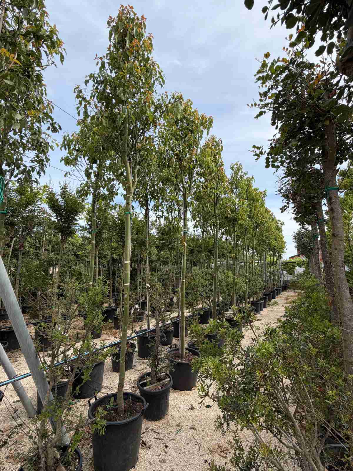 Galleria cinnamomum camphora architettura vegetale sempreverde