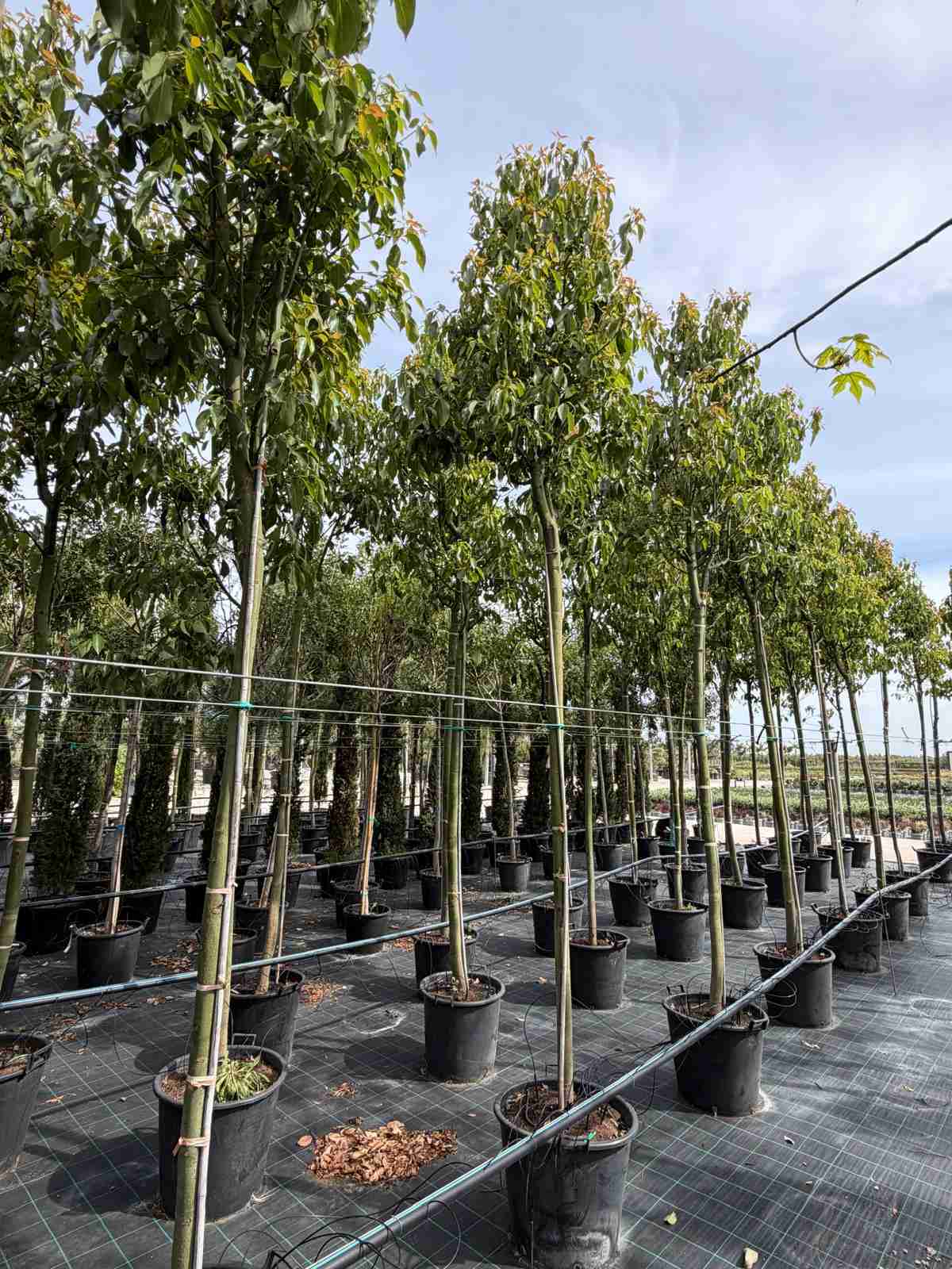 cinnamomum camphora architettura vegetale sempreverde - vista ravvicinata