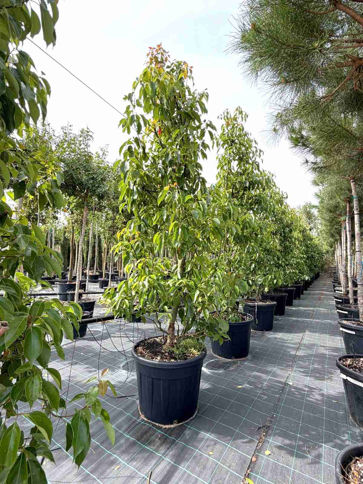Esempio di cinnamomum camphora architettura vegetale sempreverde