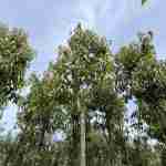 Cinnamomum camphora: l'albero della canfora, architettura ve