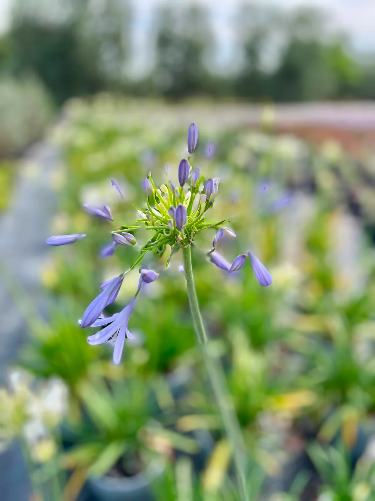 agapanthus: eleganza verticale e fioritura senza tempo